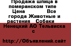 Продажа шпица в померанском типе › Цена ­ 20 000 - Все города Животные и растения » Собаки   . Ненецкий АО,Тельвиска с.